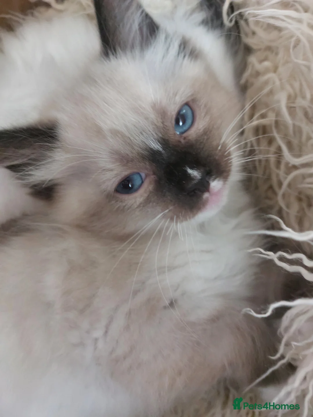 Ragdoll cats for sale: THREE SUPERB RAGDOLL BOYS - Advert 1