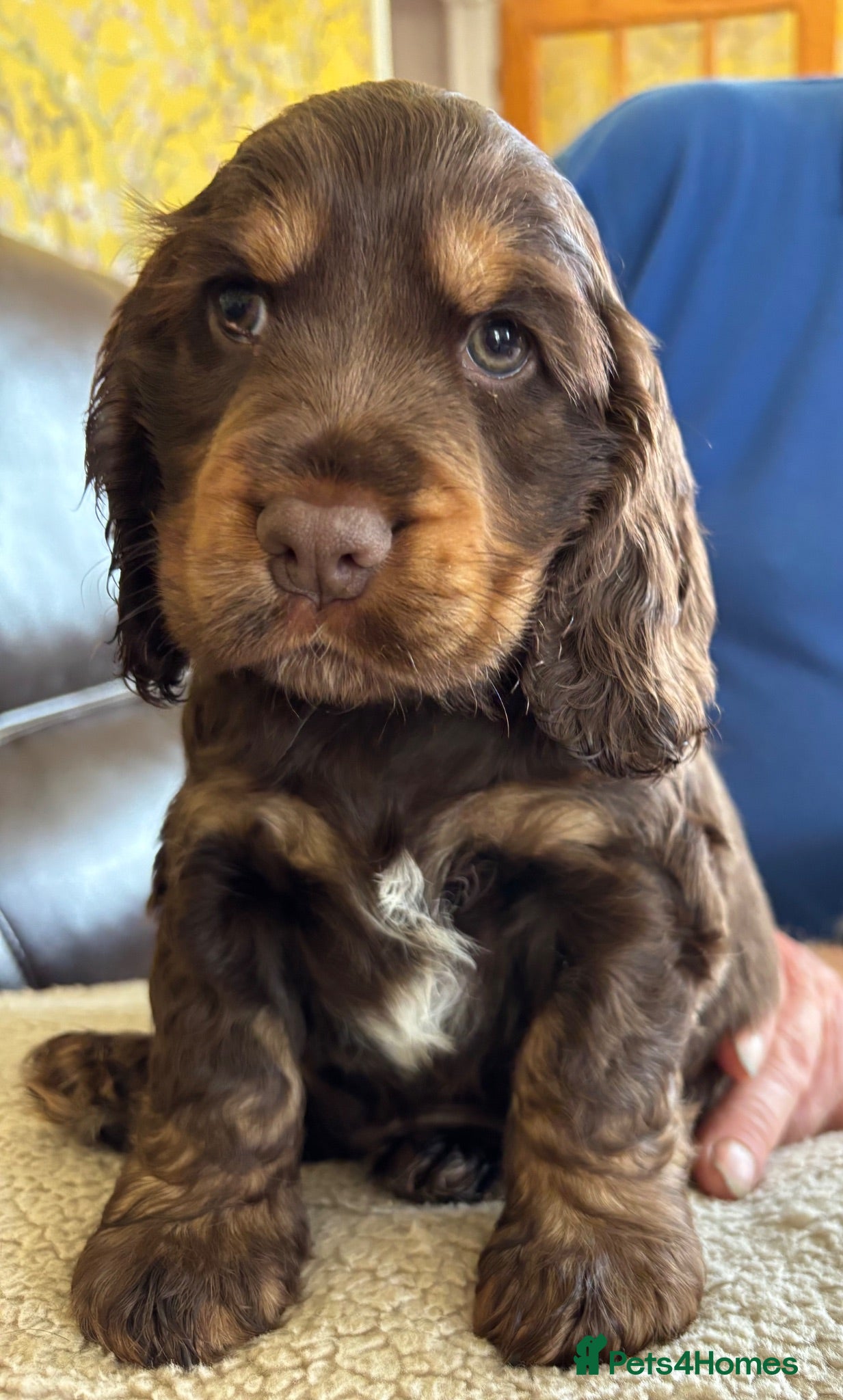 Cocker Spaniel dogs Stunning Litter of Show Cocker Spaniel Puppies - Advert 16