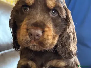Cocker Spaniel dogs Stunning Litter of Show Cocker Spaniel Puppies - Advert 16