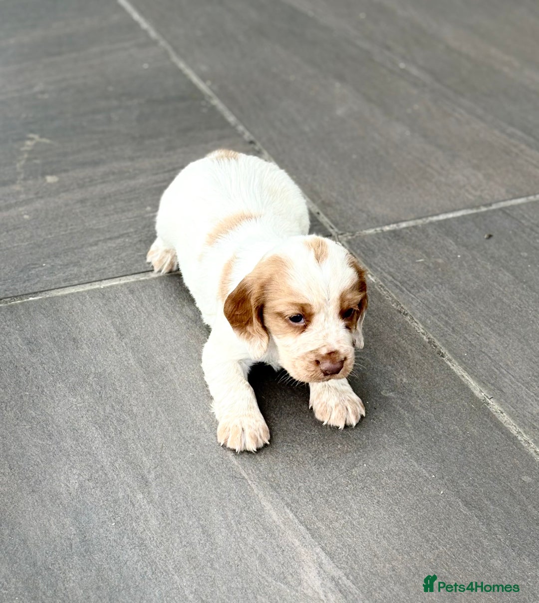 Cocker Spaniel dogs for sale: Gorgeous Cocker Spaniel Litter - Image 7