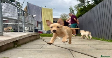 Labrador Retriever dogs - Advert 14
