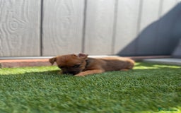 Jack Russell dogs for sale: Beautiful jack russel puppies  - Image 9