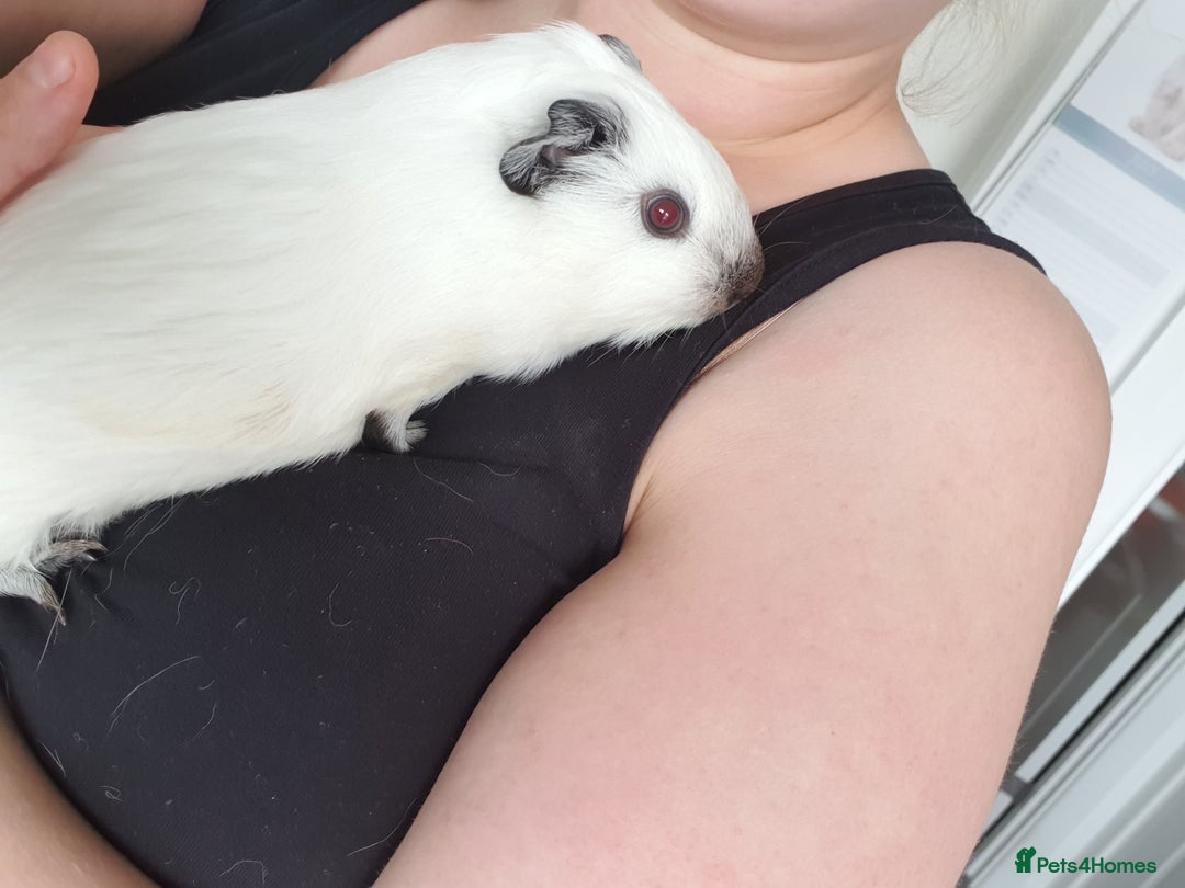 Guinea Pig rodents for sale: White california guinea pig ready to give birth  - Advert 5