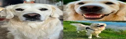 Golden Retriever dogs for stud: Proven cream KC golden retriever - Advert 1
