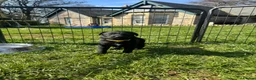Borador dogs for sale: Beautiful Collie Cross Labrador Puppies  - Advert 14