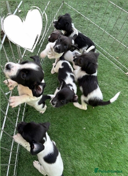 Sprocker dogs Sprocker spaniel pups, ready to go!!  - Advert 9