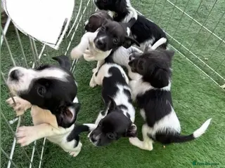 Sprocker dogs Sprocker spaniel pups, ready to go!! - Advert 9