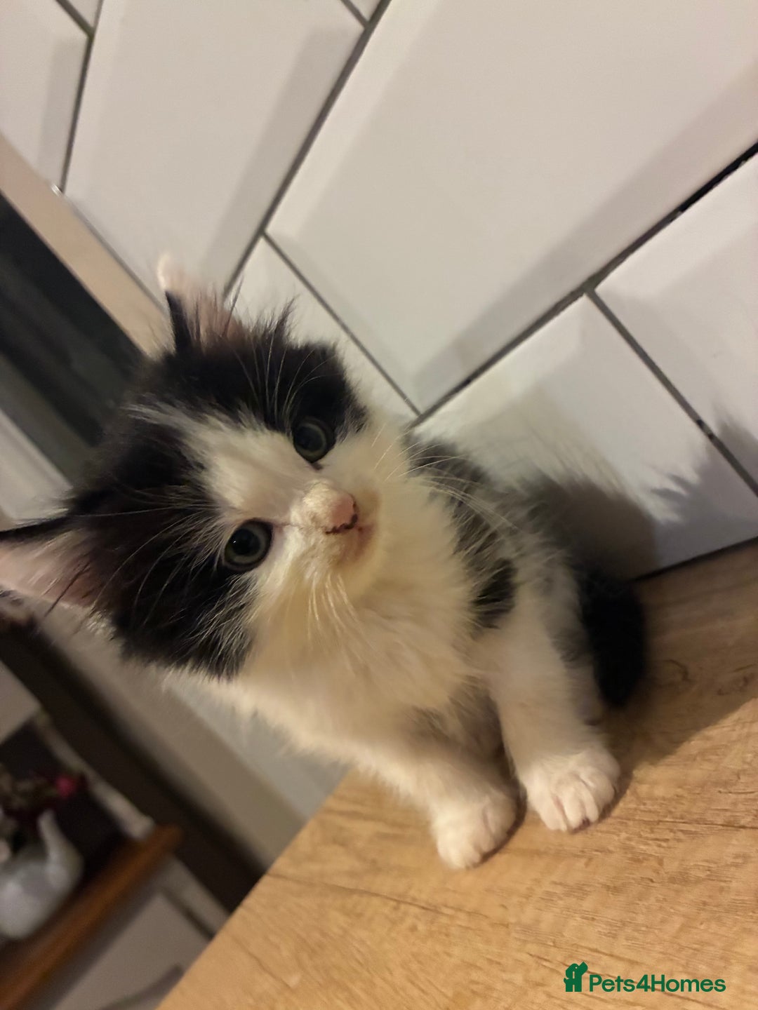 Mixed Breed cats for sale: Five kittens looking for their forever home  - Advert 16
