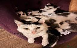 Mixed Breed cats for sale: Kittens - Image 6