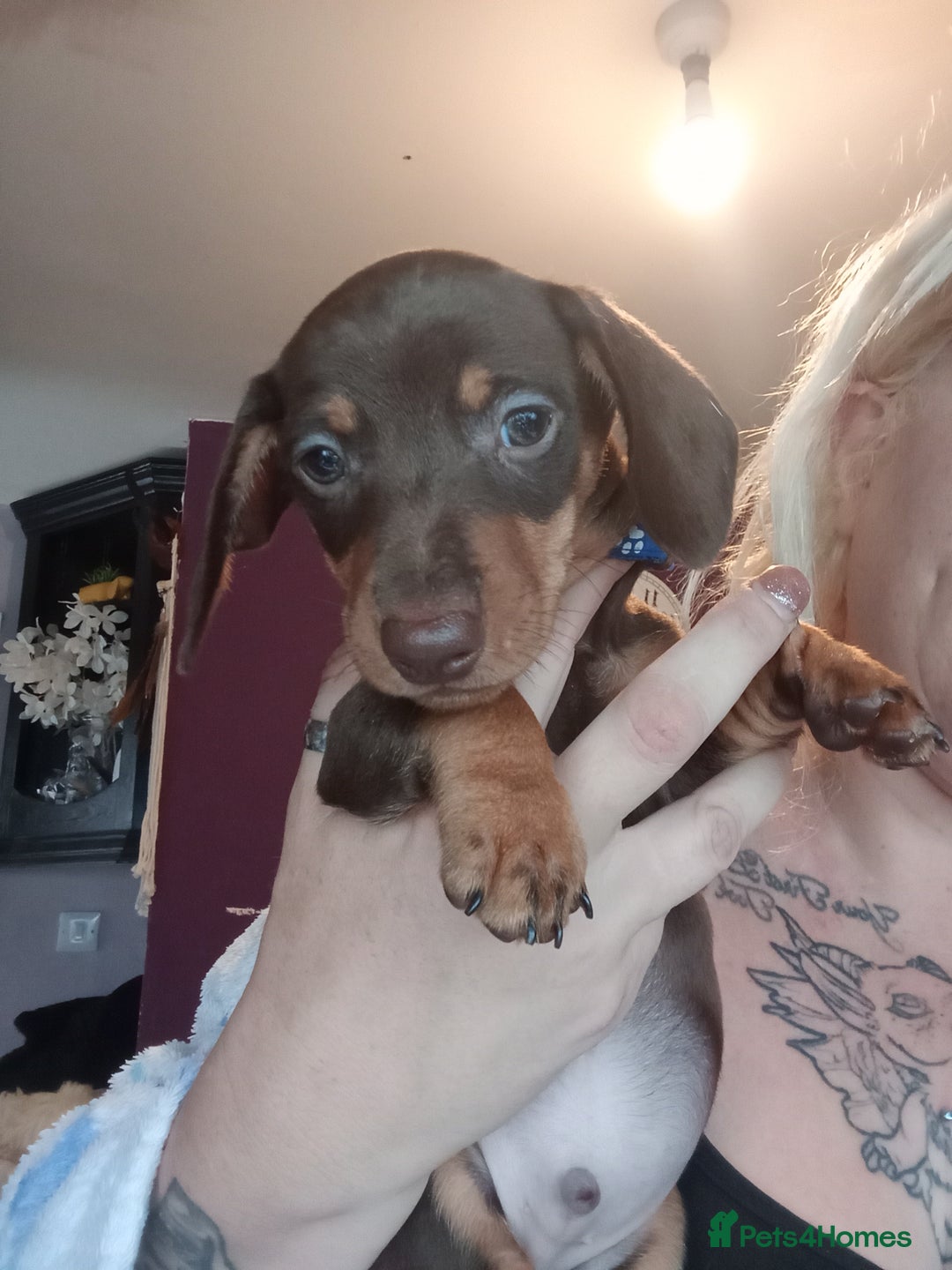 Miniature Dachshund dogs for sale: READY TO GO 1 CHOC BOY LEFT  - Image 9