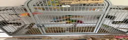 Conures birds for sale: Green Cheeked Conure in Buckingham - Advert 2