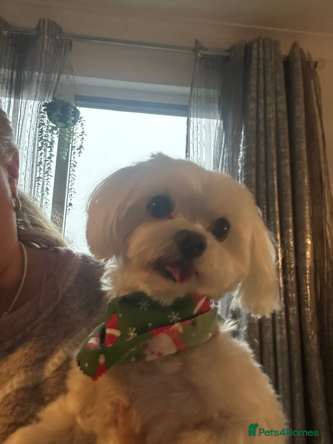 Maltese dogs for stud: KC reg Maltese STUD in Coatbridge - Advert 2