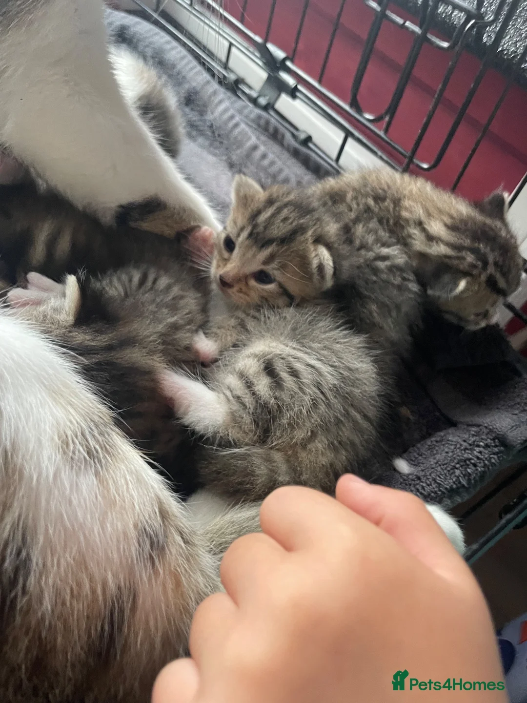 Mixed Breed cats for sale: Kittens  - Advert 14