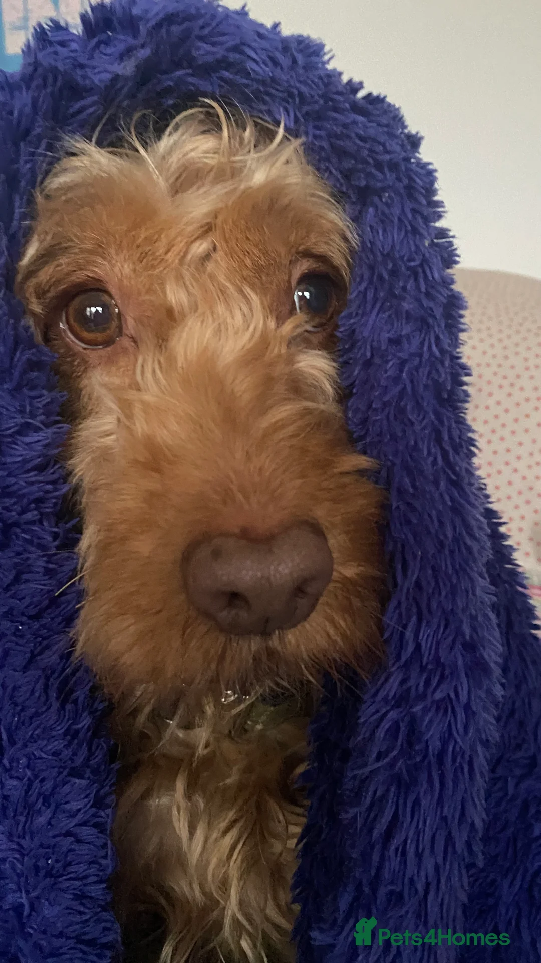 Cockapoo dogs for stud: BAXTER Makes Beautiful Babies 🐾 in Haddington - Advert 4