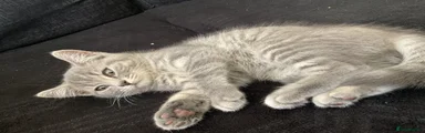 Fatboy 