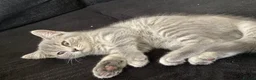 British Shorthair cats for sale: 5 beautiful BSH kittens, 2 girls & 1 boy left - Advert 16