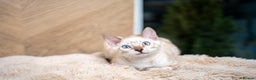 Bengal cats for sale: SNOW LYNX PURE BENGAL BOY-Frankie-Top Personality - Advert 13