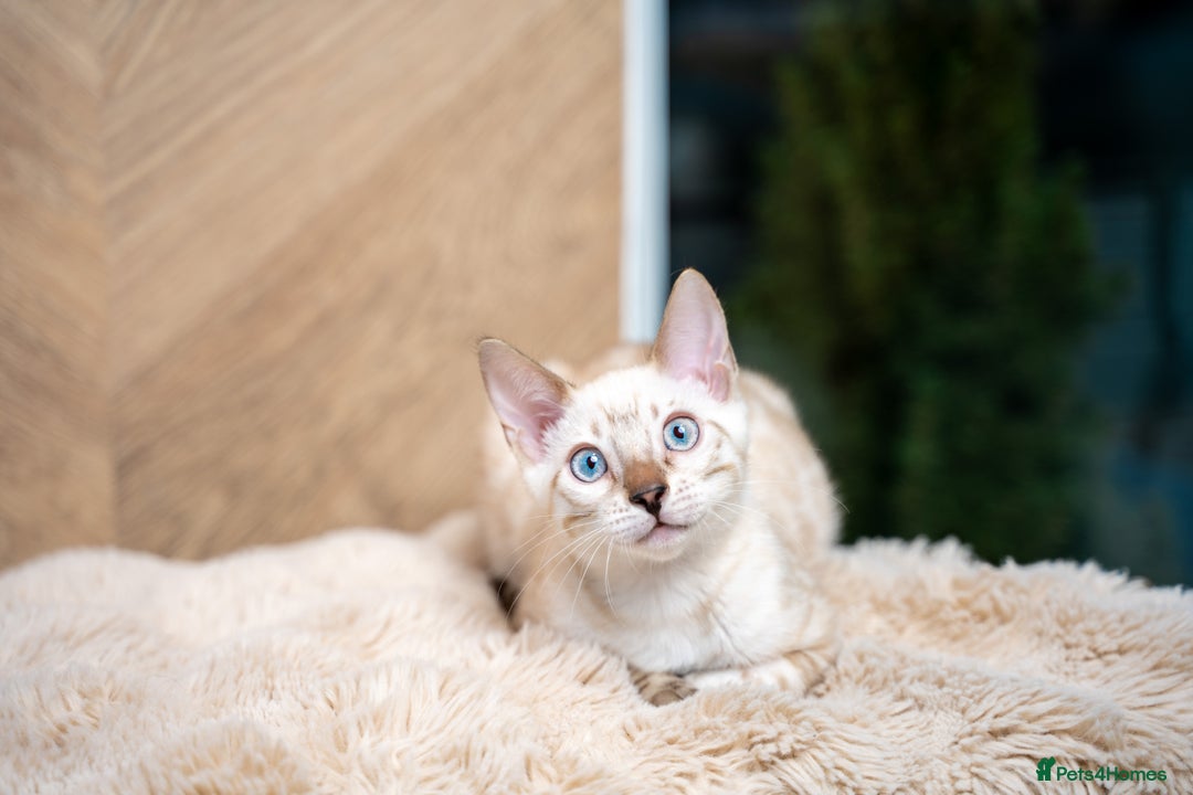 Bengal cats for sale: SNOW LYNX PURE BENGAL BOY-Frankie-Top Personality - Advert 13