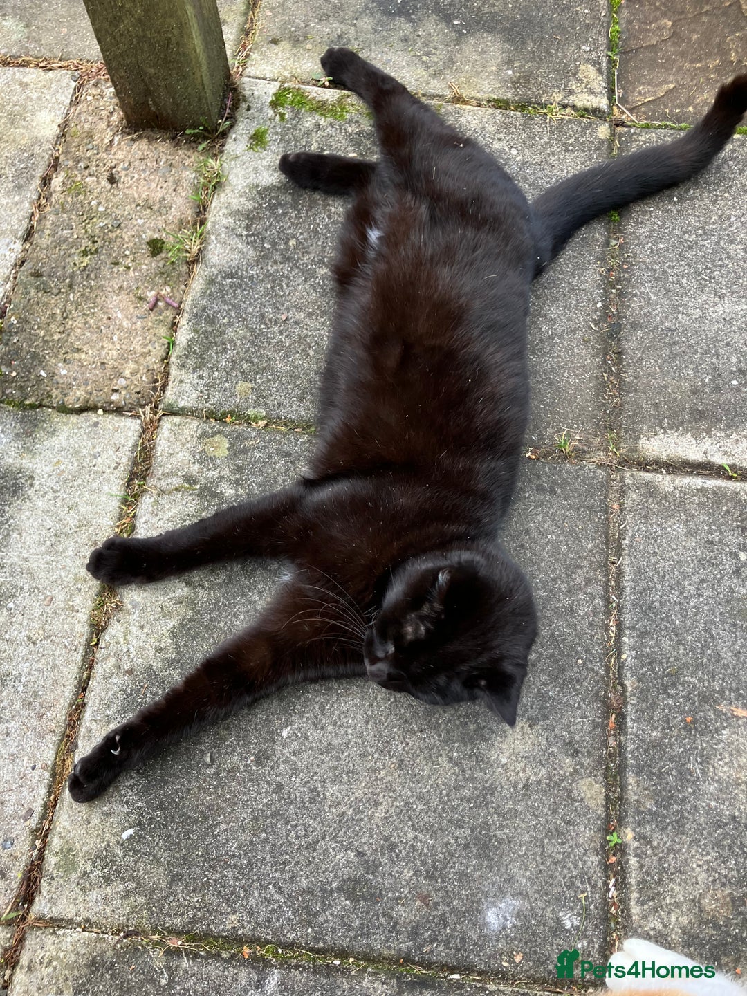 Mixed Breed cats for sale: Maine Coon Cross - Advert 3