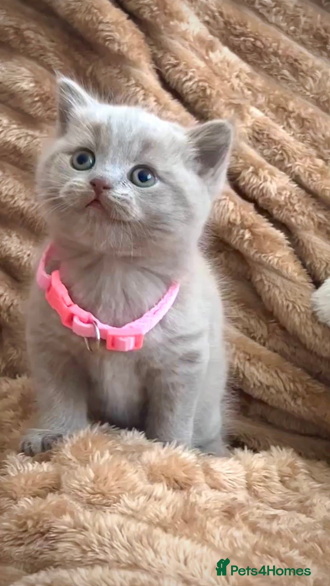 British Shorthair cats British Shorthair Kittens  - Advert 2