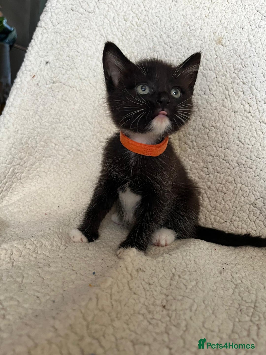 Mixed Breed cats for sale: 2 lovely/cutie male kittens, mothers half ragdoll - Advert 9