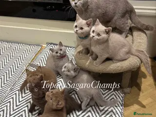 British Shorthair cats 🐾 Champion British Shorthair Kittens for Sale🐾 - Advert 2