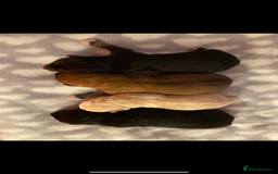 Japanese Shiba Inu dogs for sale: 🐾 Beautiful Japanese Shiba Inu Puppies  - Image 8