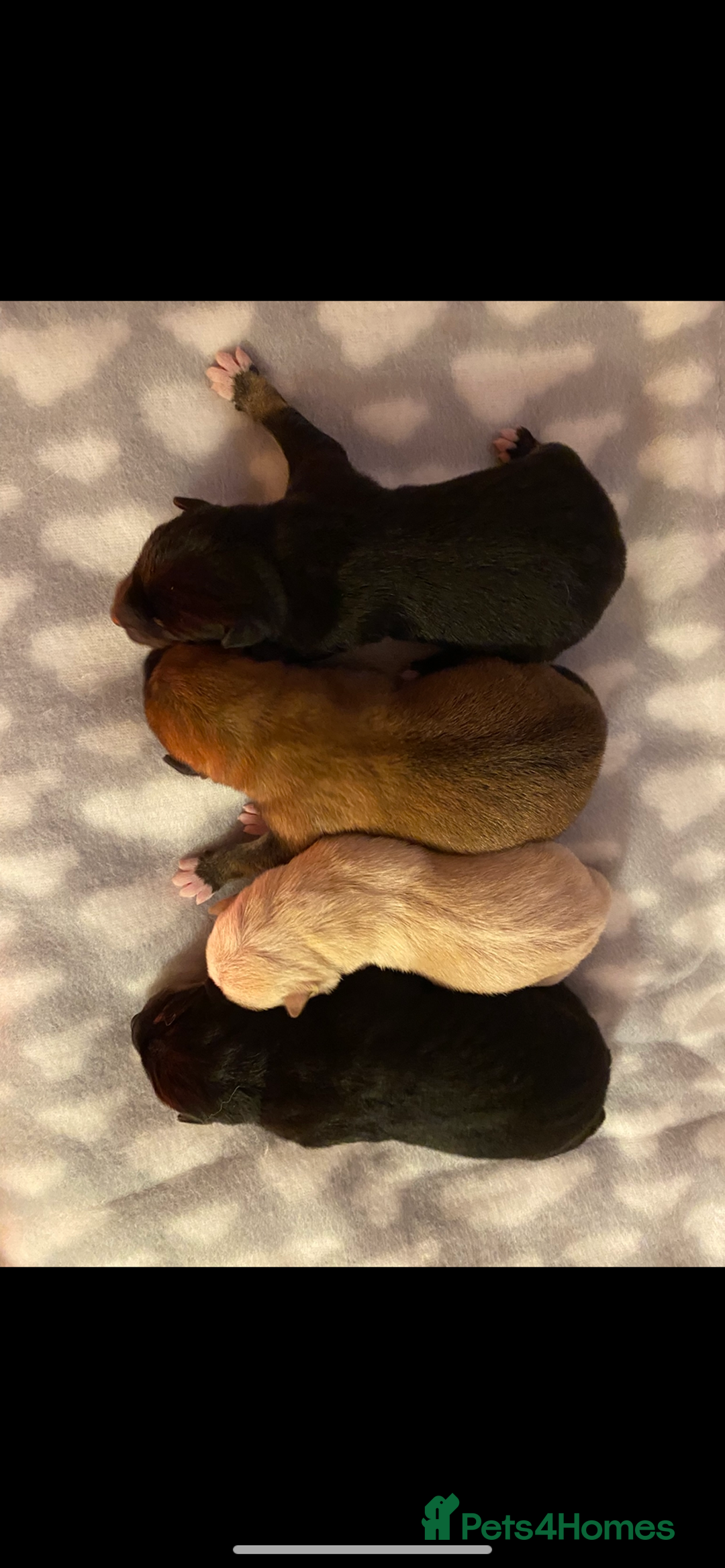 Japanese Shiba Inu dogs for sale: 🐾 Beautiful Japanese Shiba Inu Puppies  - Image 8