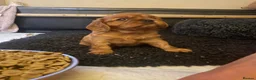 Cavalier King Charles Spaniel dogs for sale: Beautiful Cavalier King Charles Spaniel Puppies in Preston - Advert 11