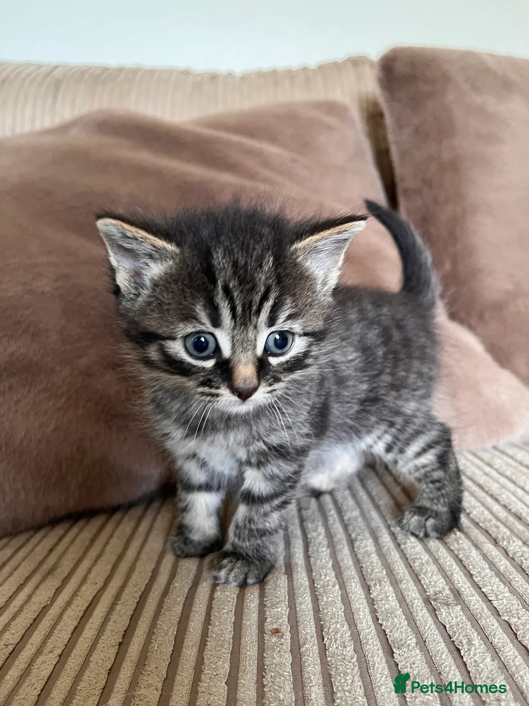 Mixed Breed cats for sale: Grey and black striped kittens For Sale - Advert 37