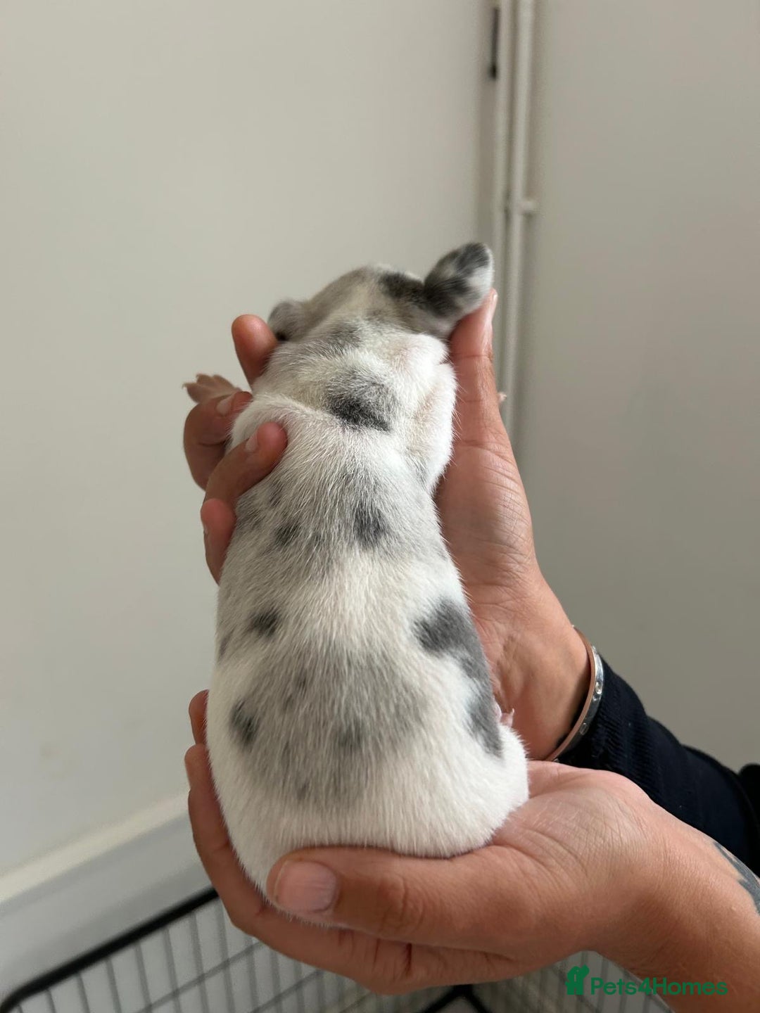 Dachshund dogs for sale: Miniature Dachshund puppies  - Image 2