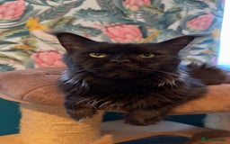 Maine Coon cats for sale: Chunky Russian Mainecoon cubs  - Image 5