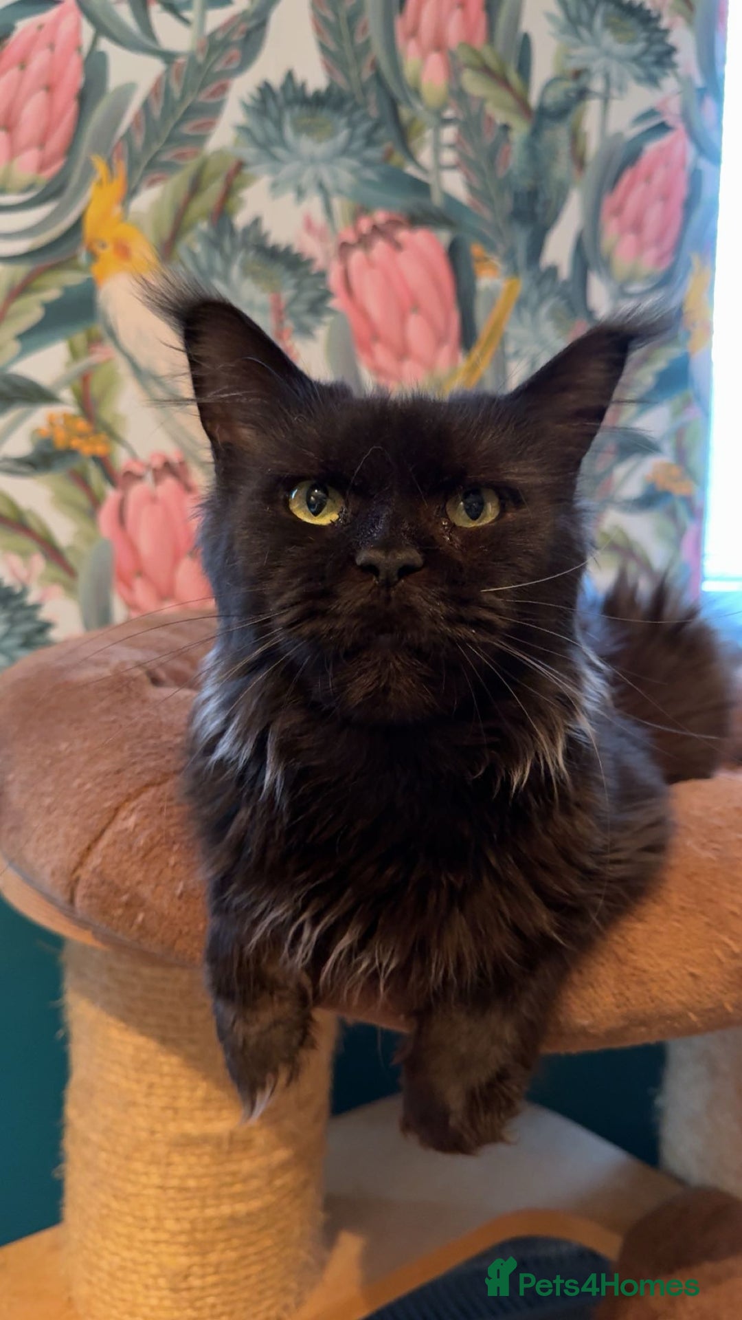 Maine Coon cats for sale: Chunky Russian Mainecoon cubs  - Image 5