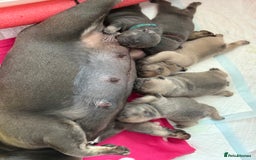 French Bulldog dogs for sale: QUALITY HOME BRED FRENCH BULLDOG PUPPIES - Image 10
