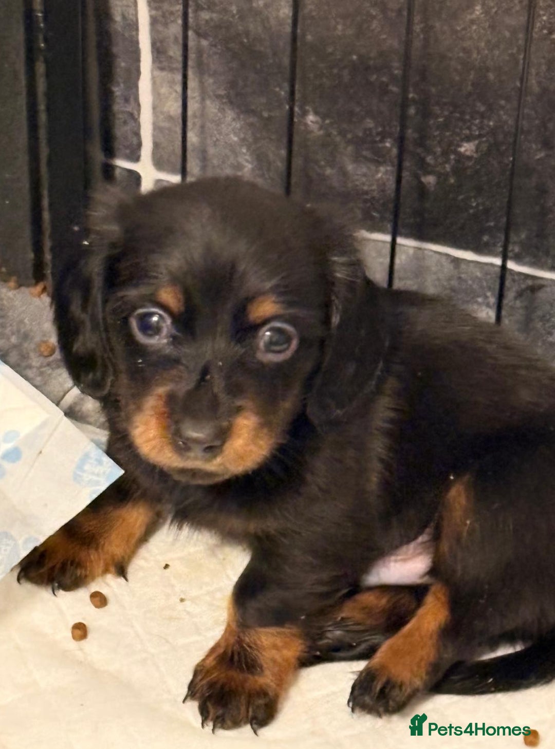 Miniature Dachshund dogs for sale: Miniature Dachshund smooth & dapple wire haired  - Advert 9