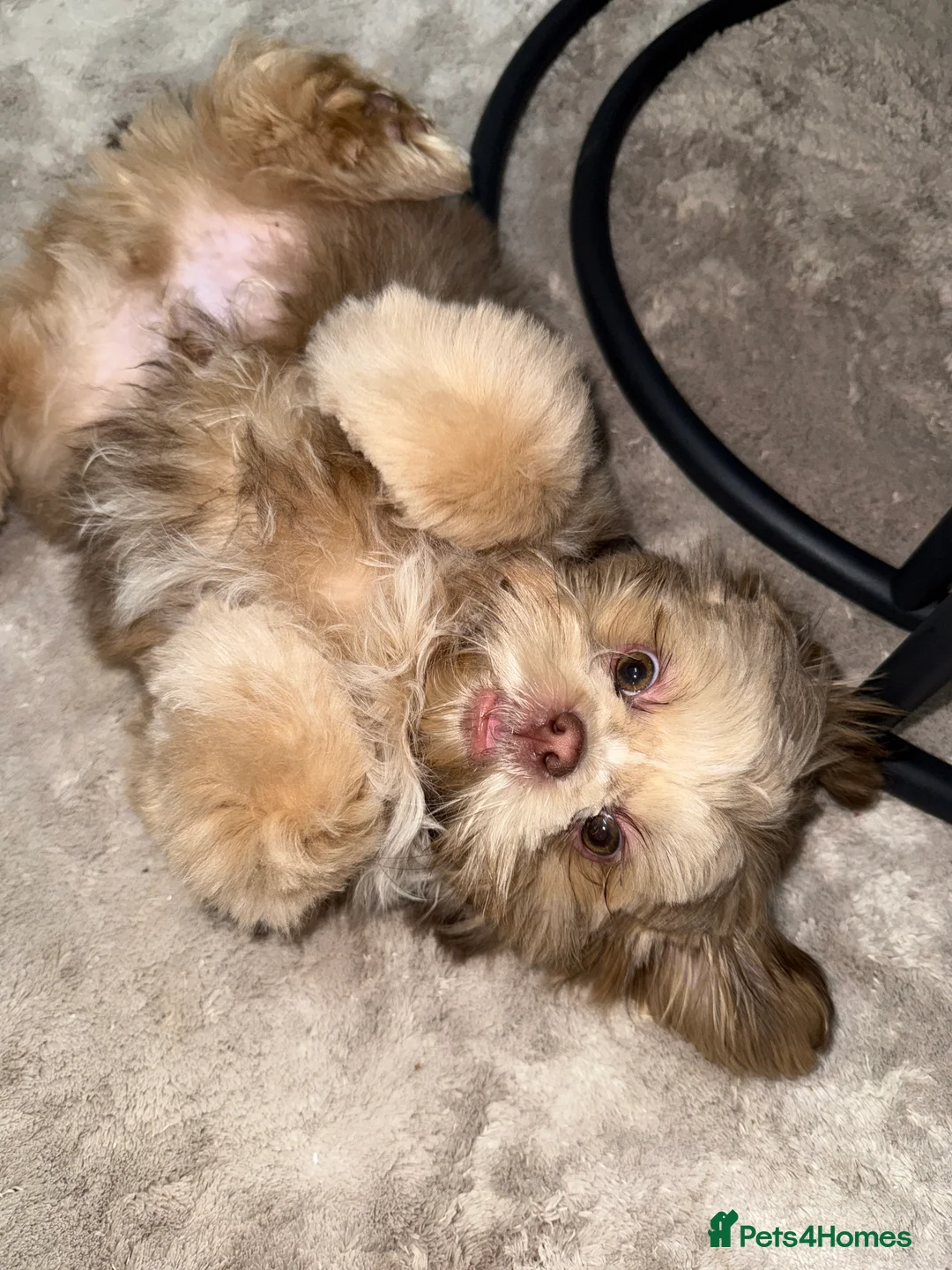 Shih Tzu dogs for sale: Shih Tzu puppy - Advert 11