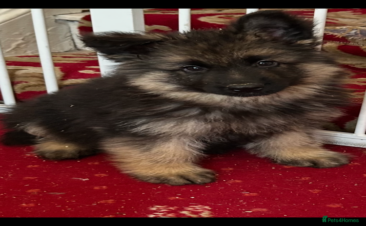 German Shepherd dogs - Advert 3