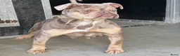 Olde English Bulldogge dogs for sale: Adult female  - Advert 2