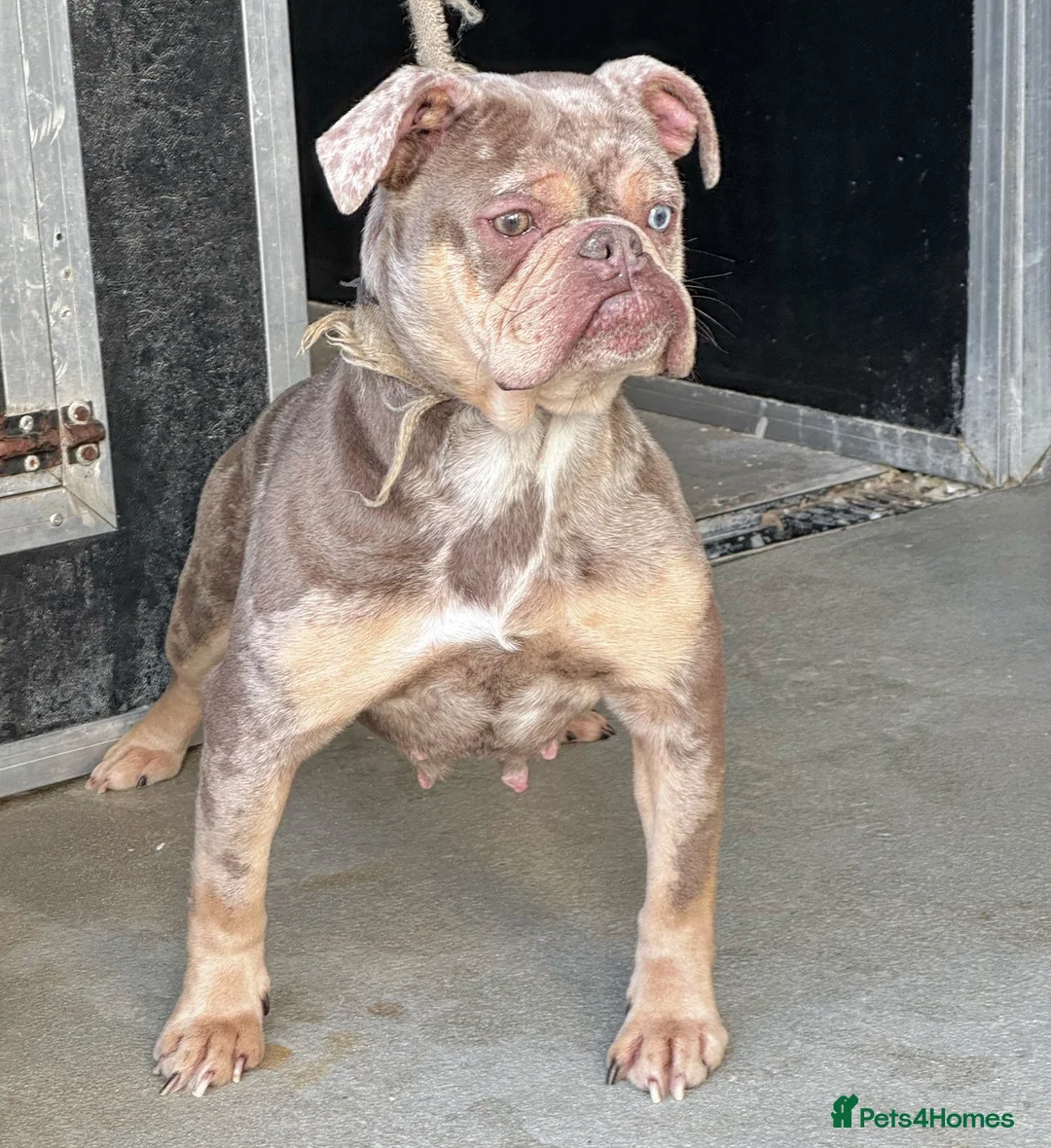 Olde English Bulldogge dogs for sale: Adult female  - Advert 2