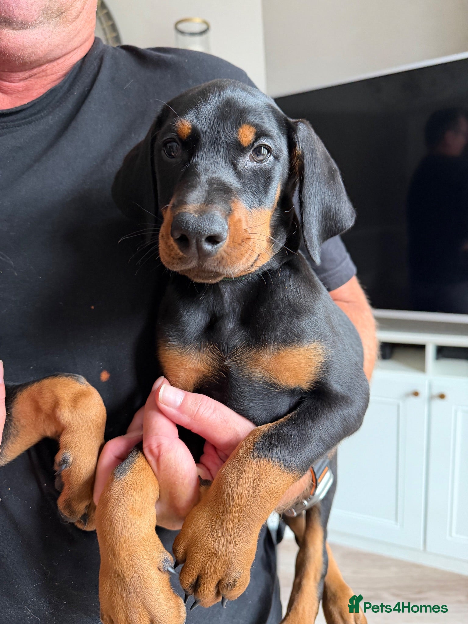 Dobermann dogs Ready now 1 girl Doberman puppy - Advert 1