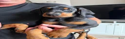 Dobermann dogs for sale: Ready now 1 girl Doberman puppy - Advert 1