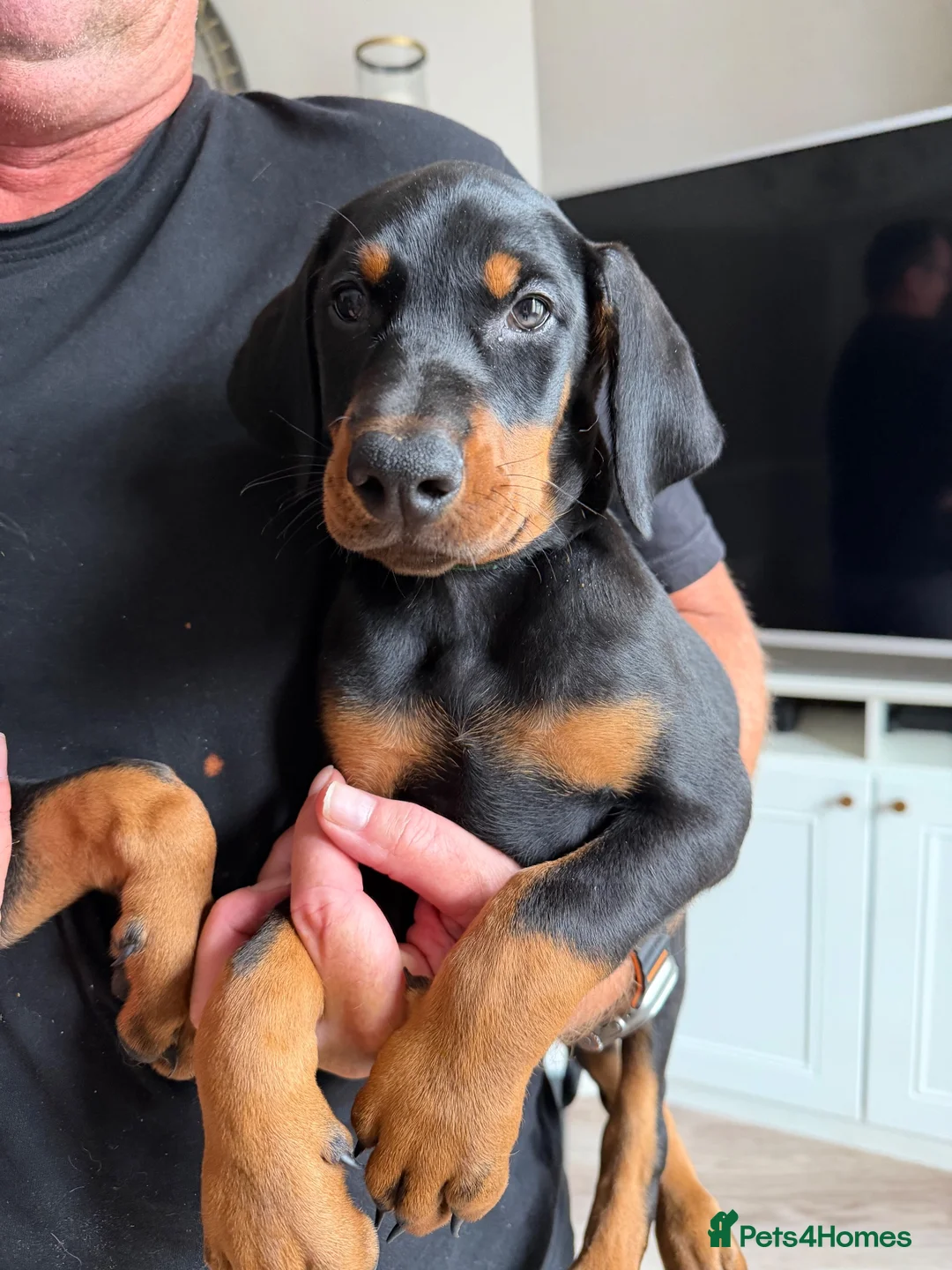 Dobermann dogs for sale: Ready now 1 girl Doberman puppy - Advert 1