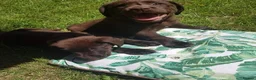 Labrador Retriever dogs for sale: Chocolate Labrador puppies in Billingshurst - Advert 1