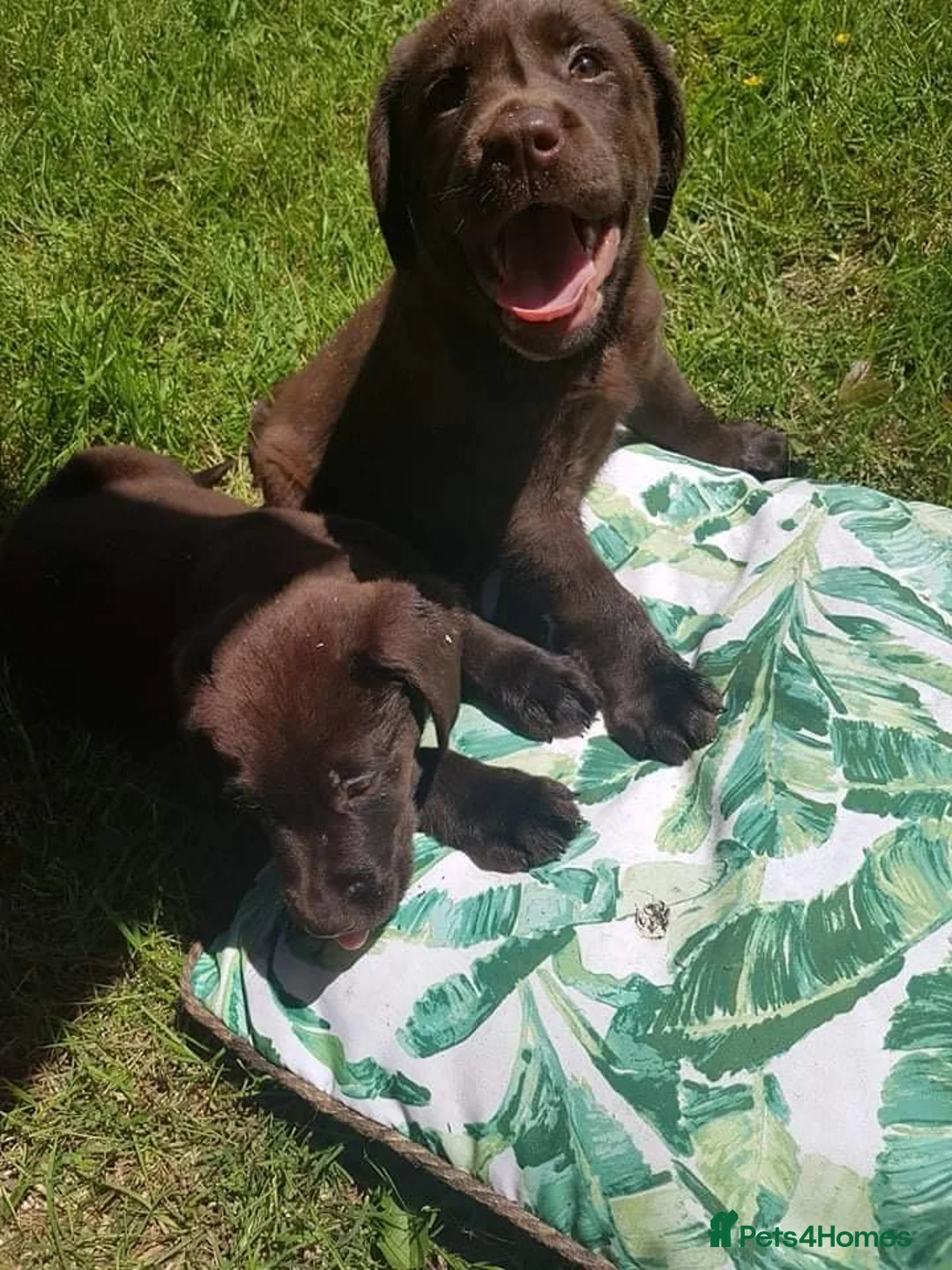 Labrador Retriever dogs for sale: Chocolate Labrador puppies in Billingshurst - Advert 1