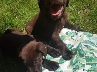 Labrador Retriever dogs Chocolate Labrador puppies - Advert 3