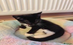 European cats for sale: Kittens for sale  - Image 6
