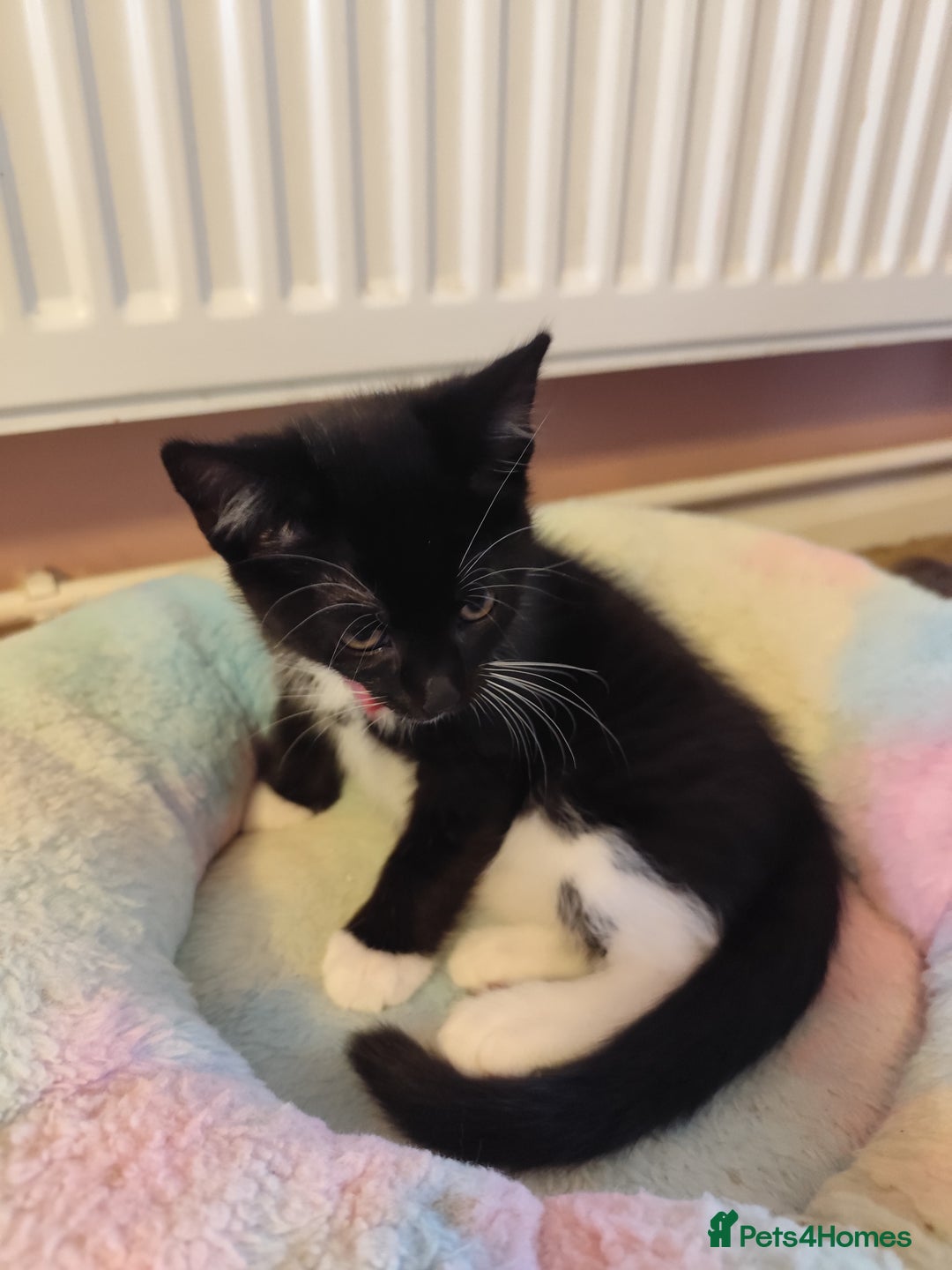 European cats for sale: Kittens for sale  - Image 6
