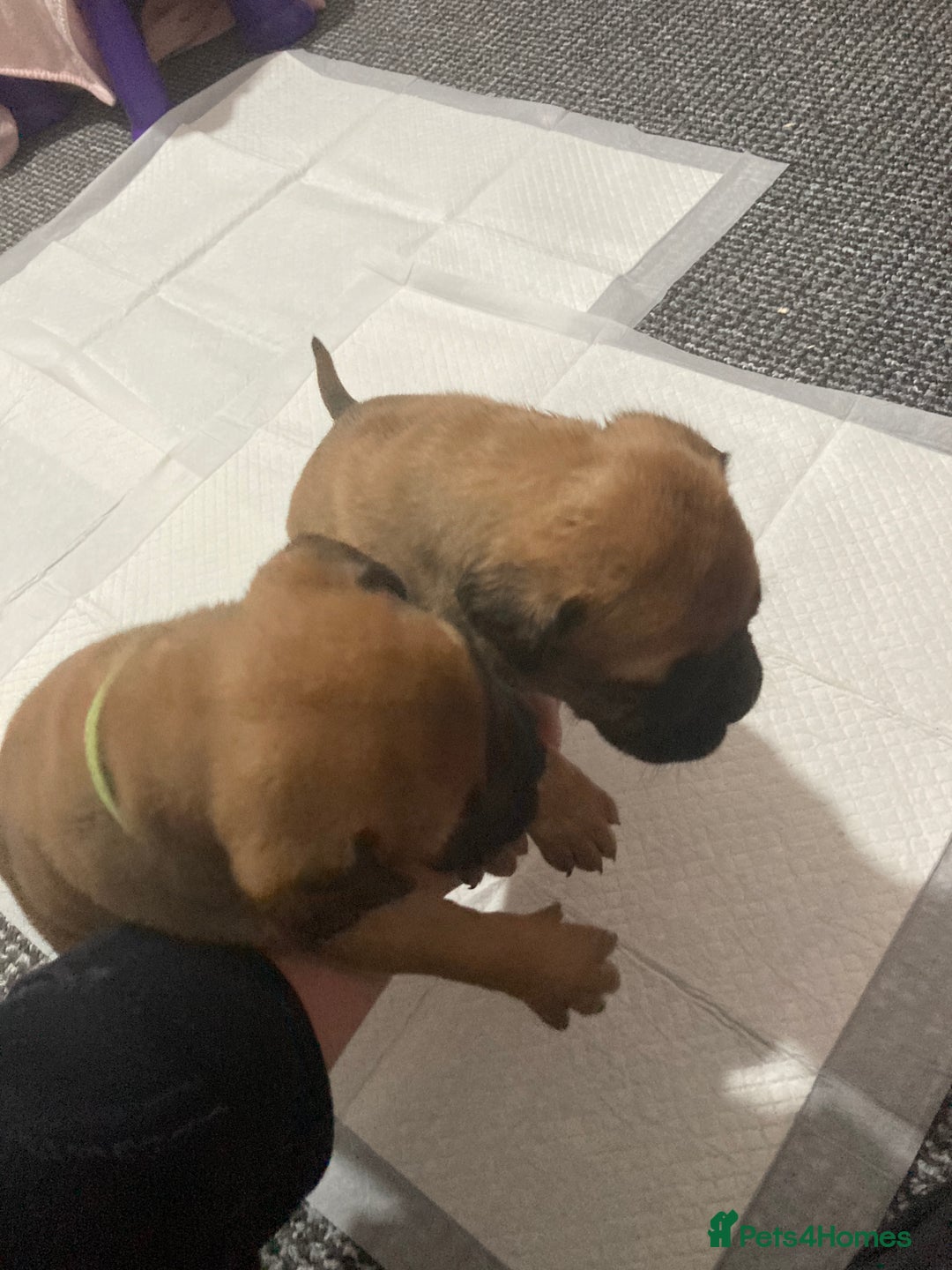 Bullmastiff dogs for sale: Bullmastiff puppies for sale - Advert 17