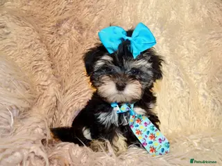 Maltipoo dogs **Phantom F1 Maltese x Toy Poodle Maltipoo Puppy** - Advert 1