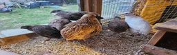 Quail poultry for sale: Coturnix quail celadon hatching eggs mixed colours - Advert 4